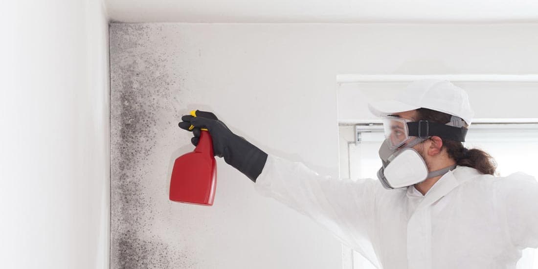 #1 Mold Removal Service In Your Area Professional Mold Removal Experts Near You